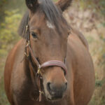 39cc008a 6e6d 419f 93d9 00dc94ef31d9